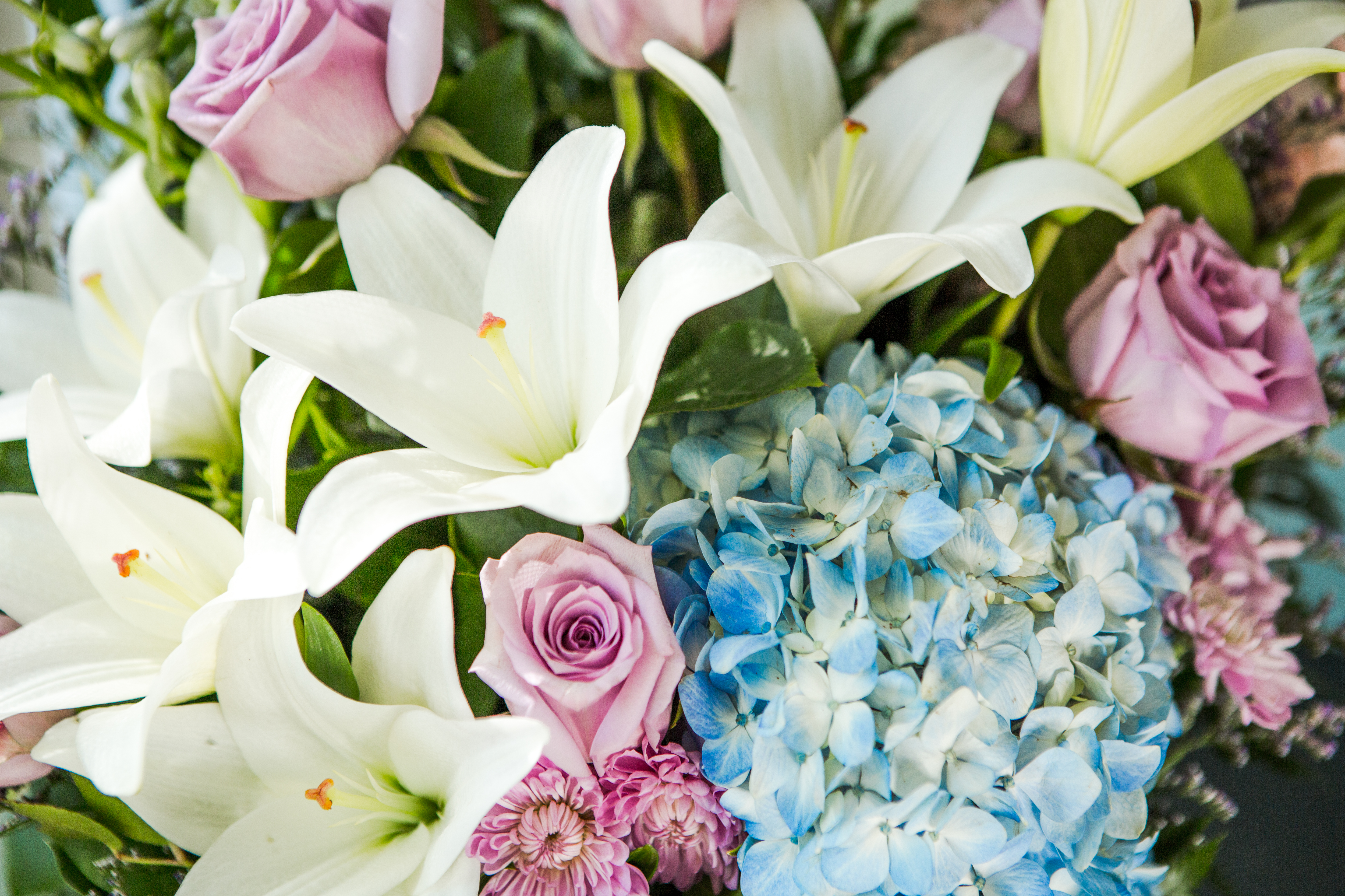 close up shot of white lilies, blue hydrangea, and lavender roses