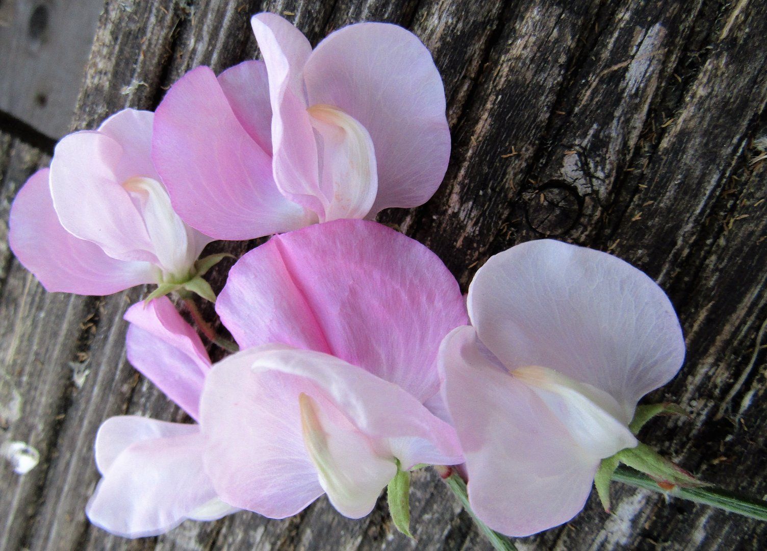 April Birth Flowers The Daisy And The Sweet Pea 