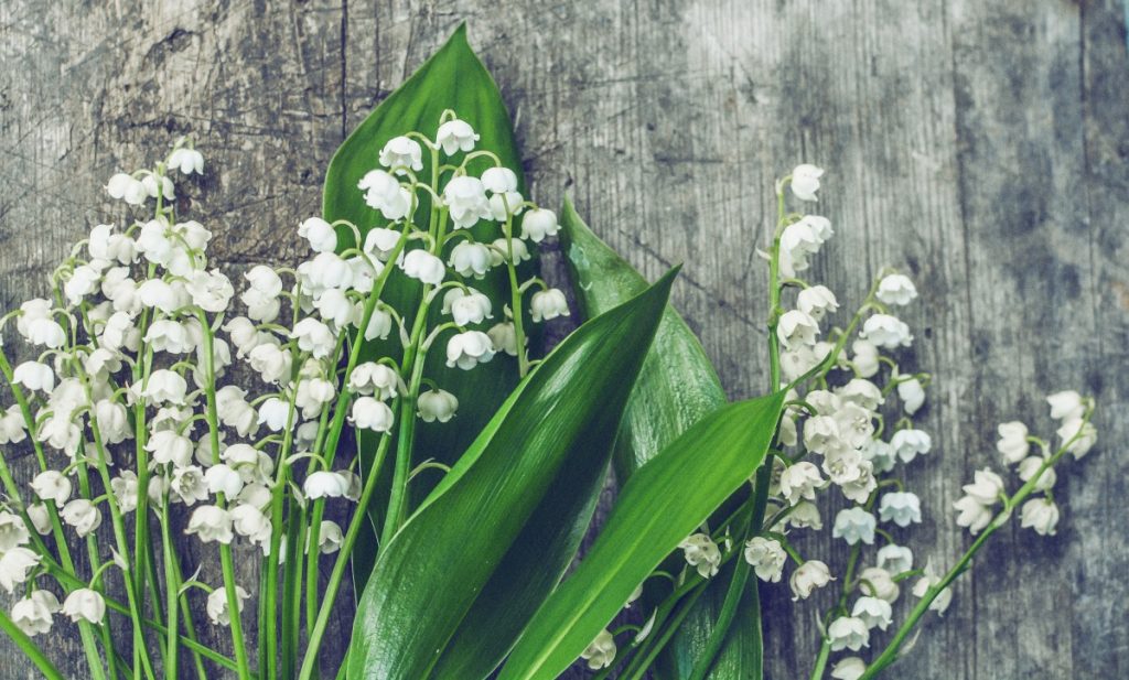 Naissance Fleur De Mai Muguet