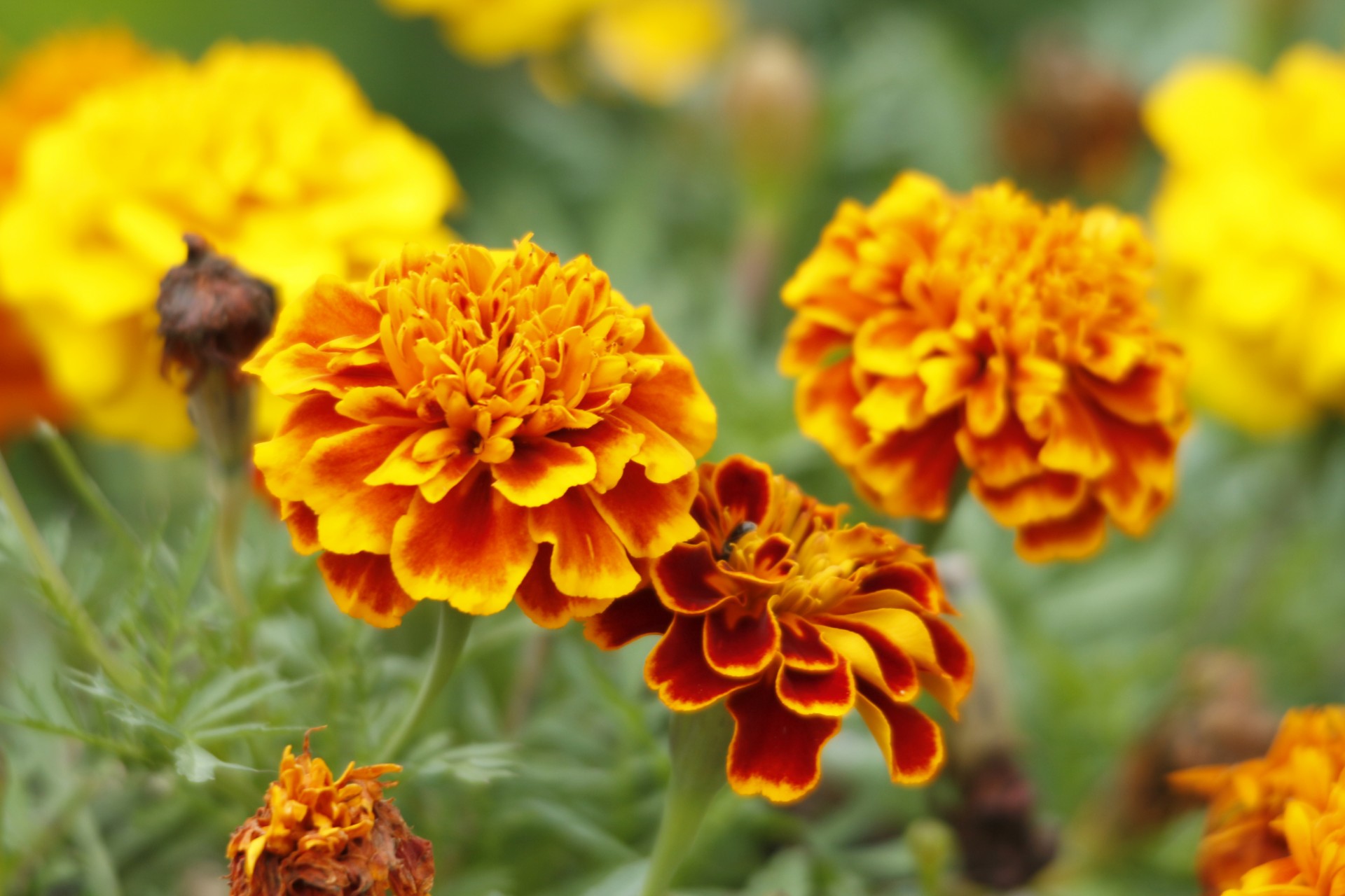 October Birth Flower Marigold Meaning