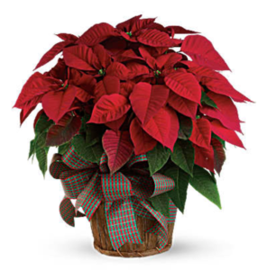 red poinsettia with ribbon